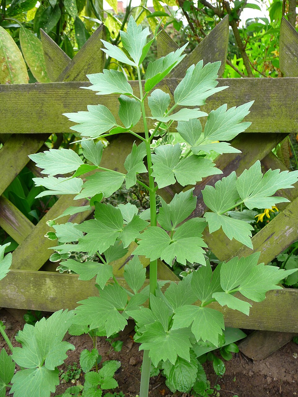 Lovage (Levisticum officinale) – Edible Canopy