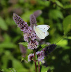 Moroccan Mint