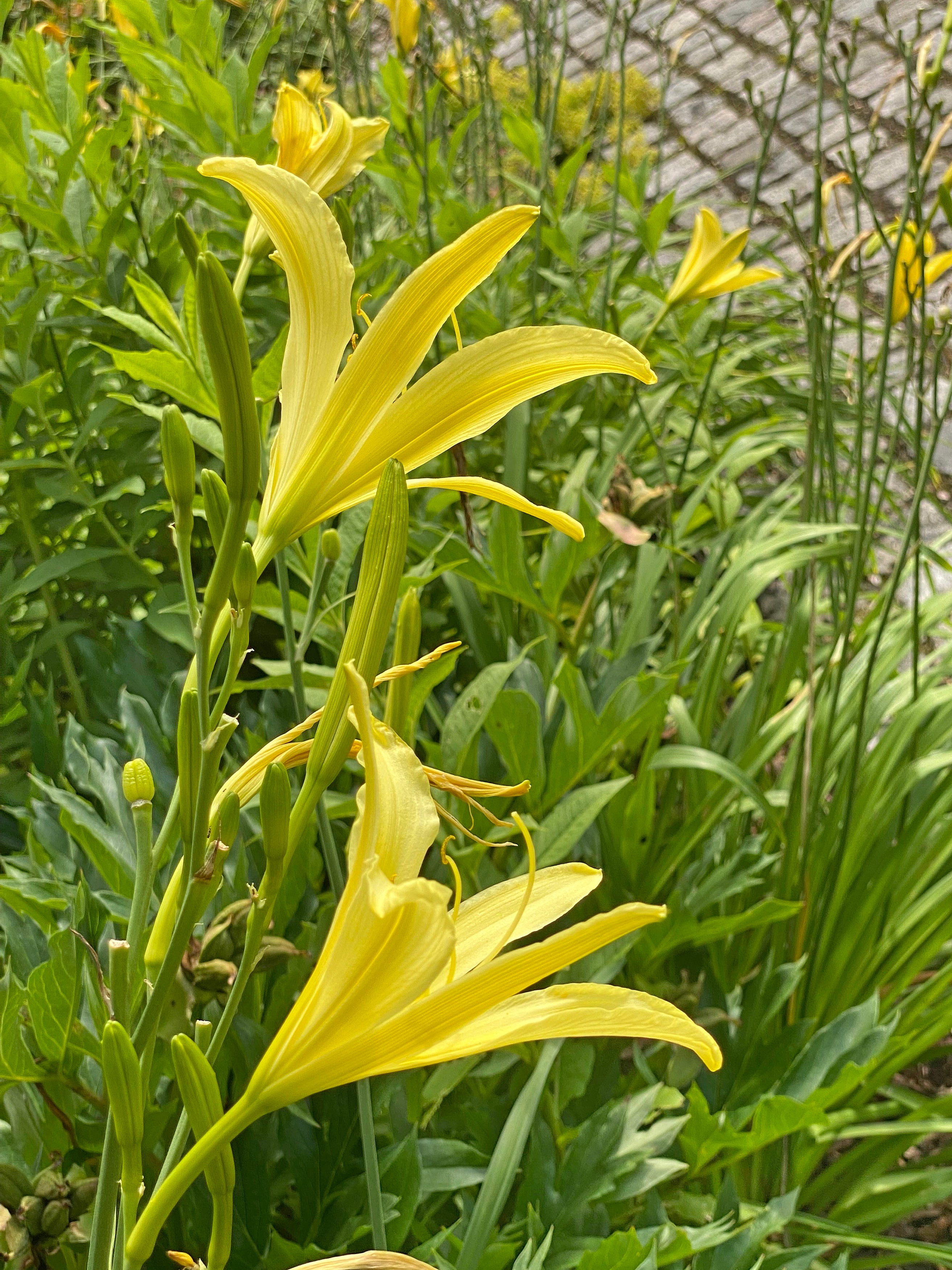Yellow Daylily