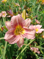 Daylily 'Longfields Glory'