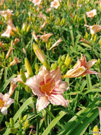 Daylily 'Longfields Glory'