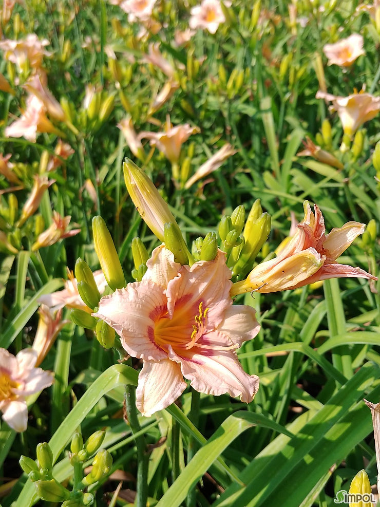 Daylily 'Longfields Glory'