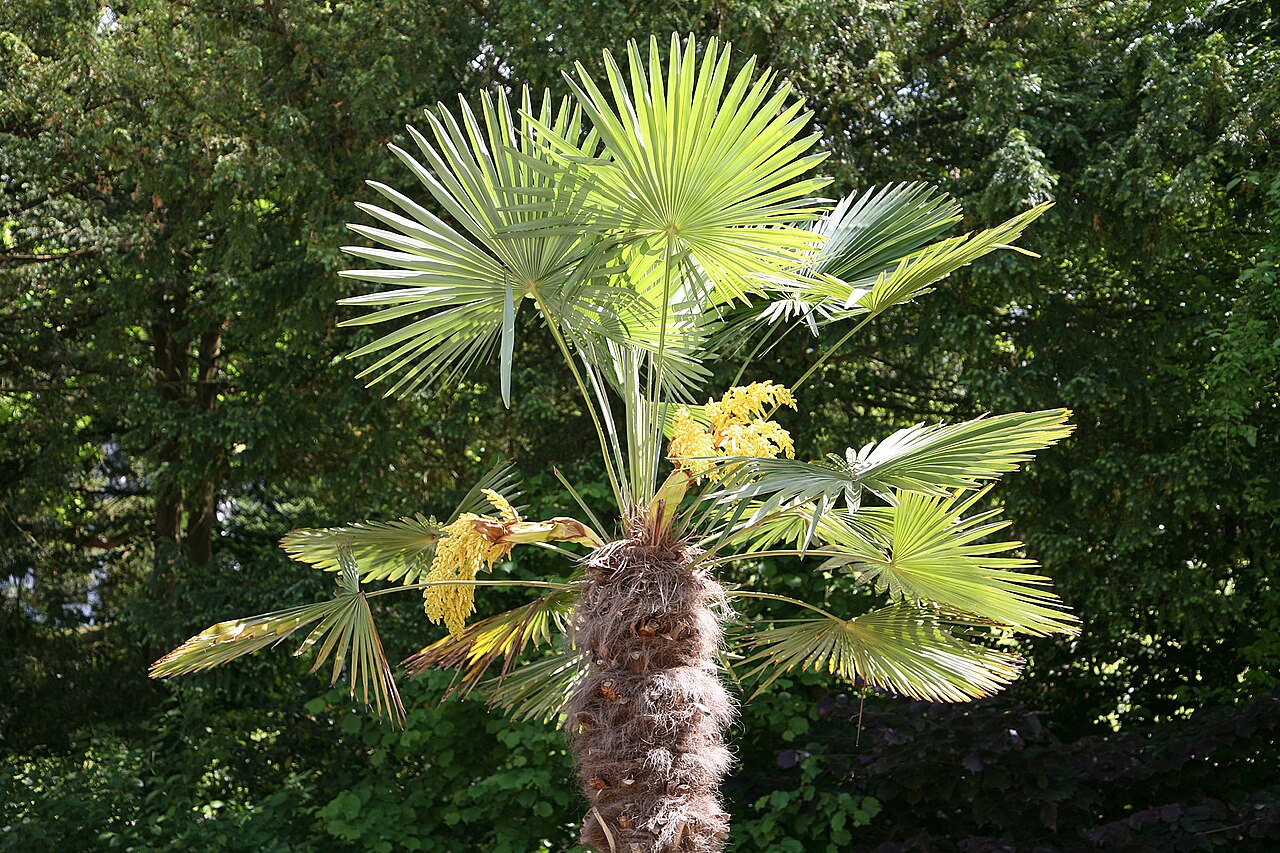 Chusan Palm