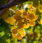 Grape 'Precoce de Malingre'