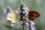 Anise Hyssop