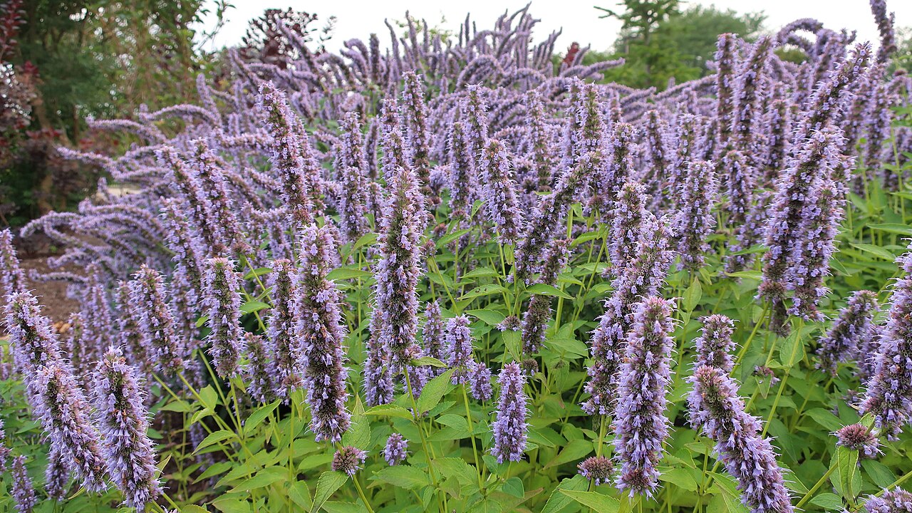 Korean Mint 'Korean Zest'