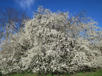 Cherry Plum 'Ruby Columnar'