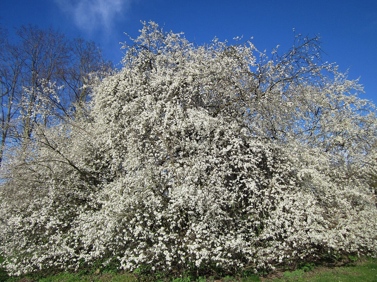 Cherry Plum 'Ruby Columnar'