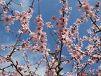 Apricot 'Tomcot'