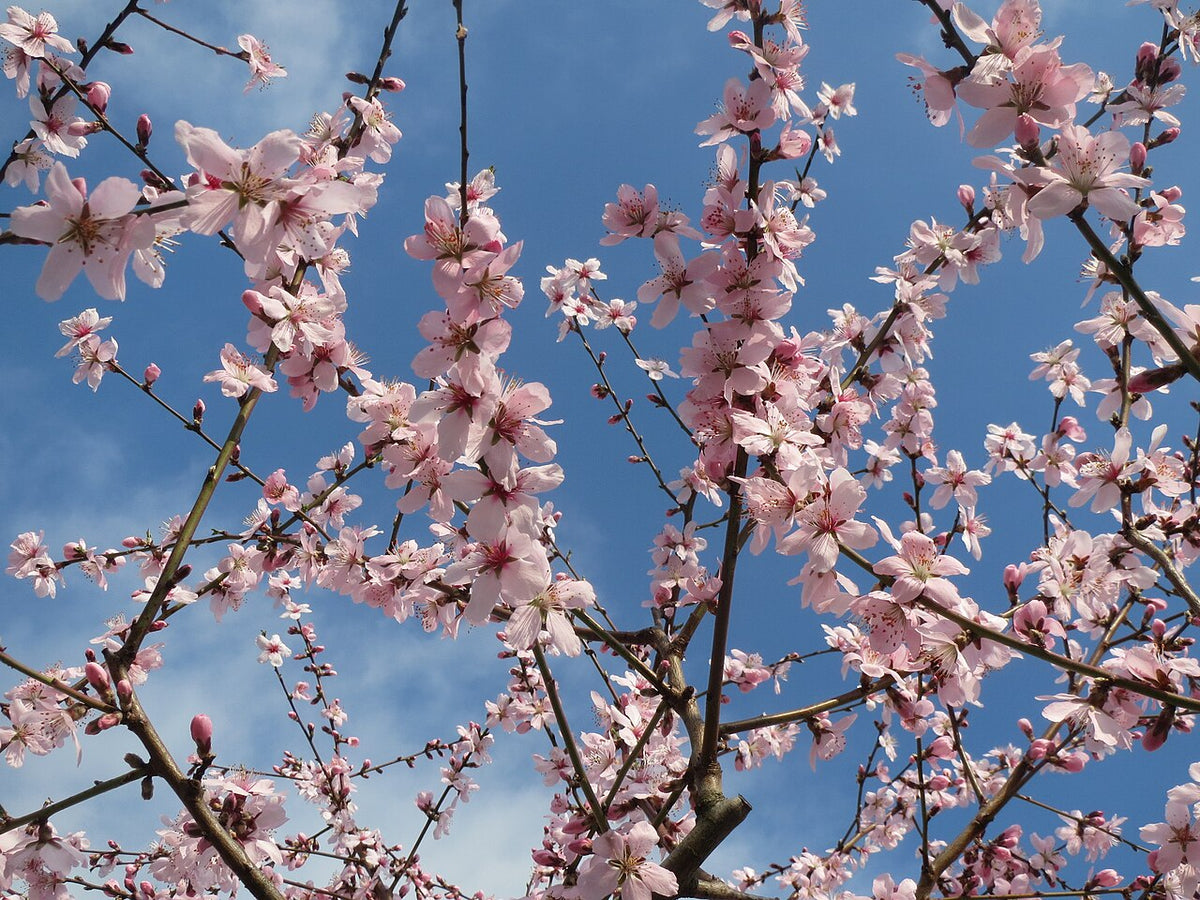Apricot 'Tomcot'