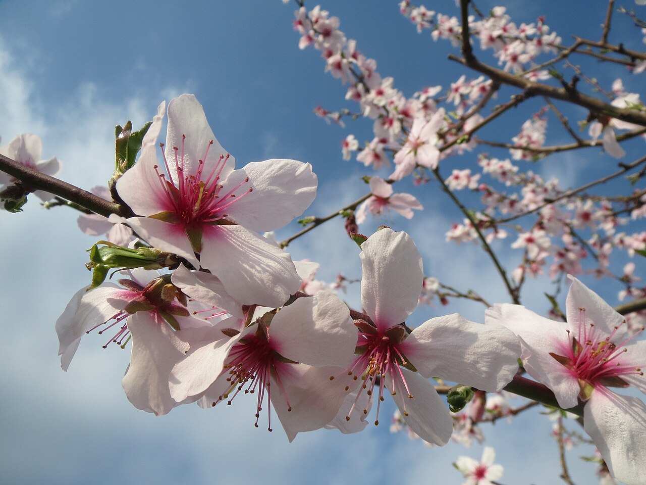 Almond 'Ardechoise'