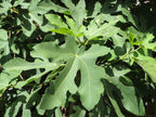 Fig 'Brunswick'