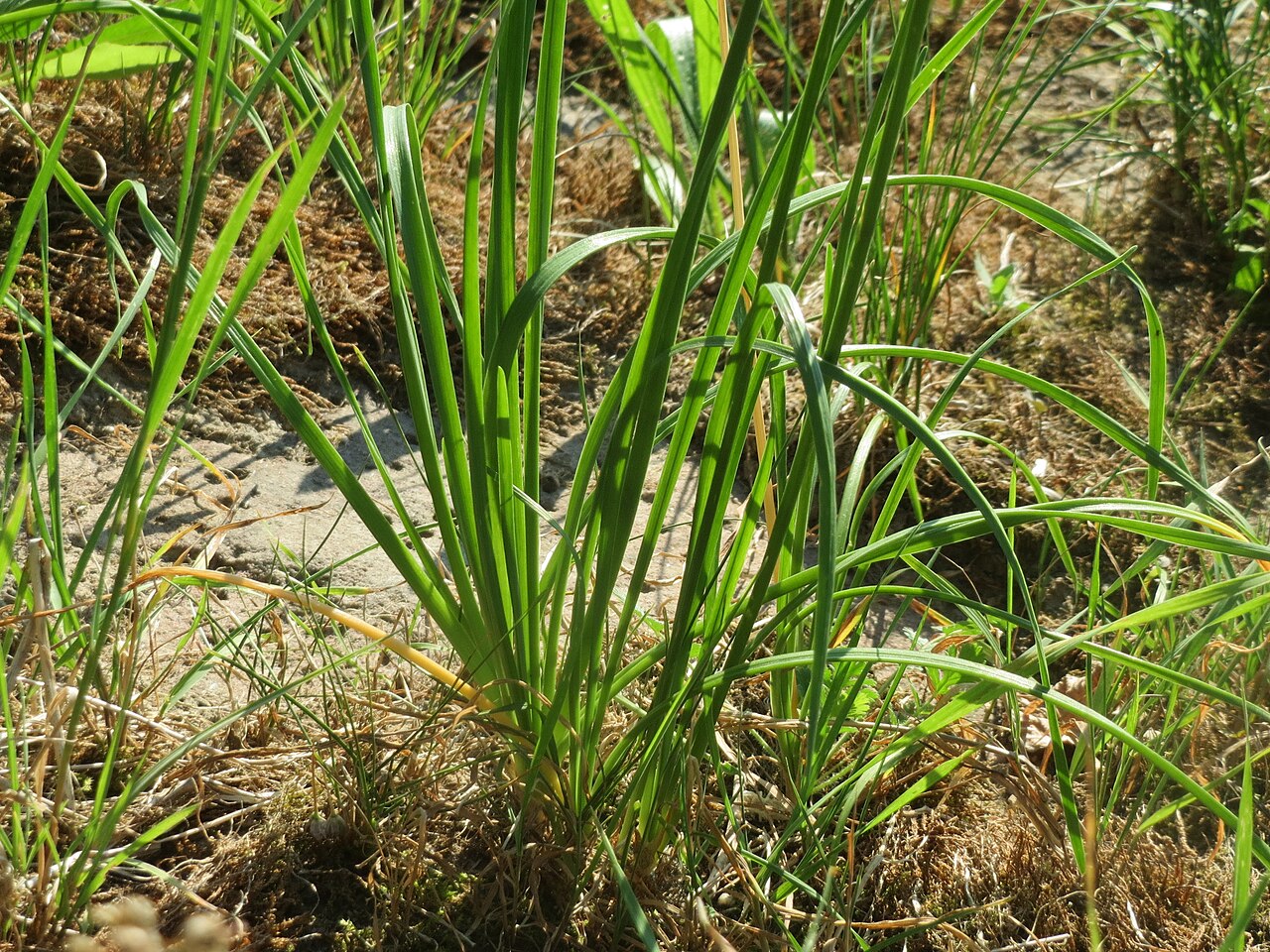 Mouse Garlic