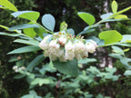 Blueberry 'Pink Lemonade'