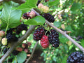 Mulberry 'Illinois Everbearing'