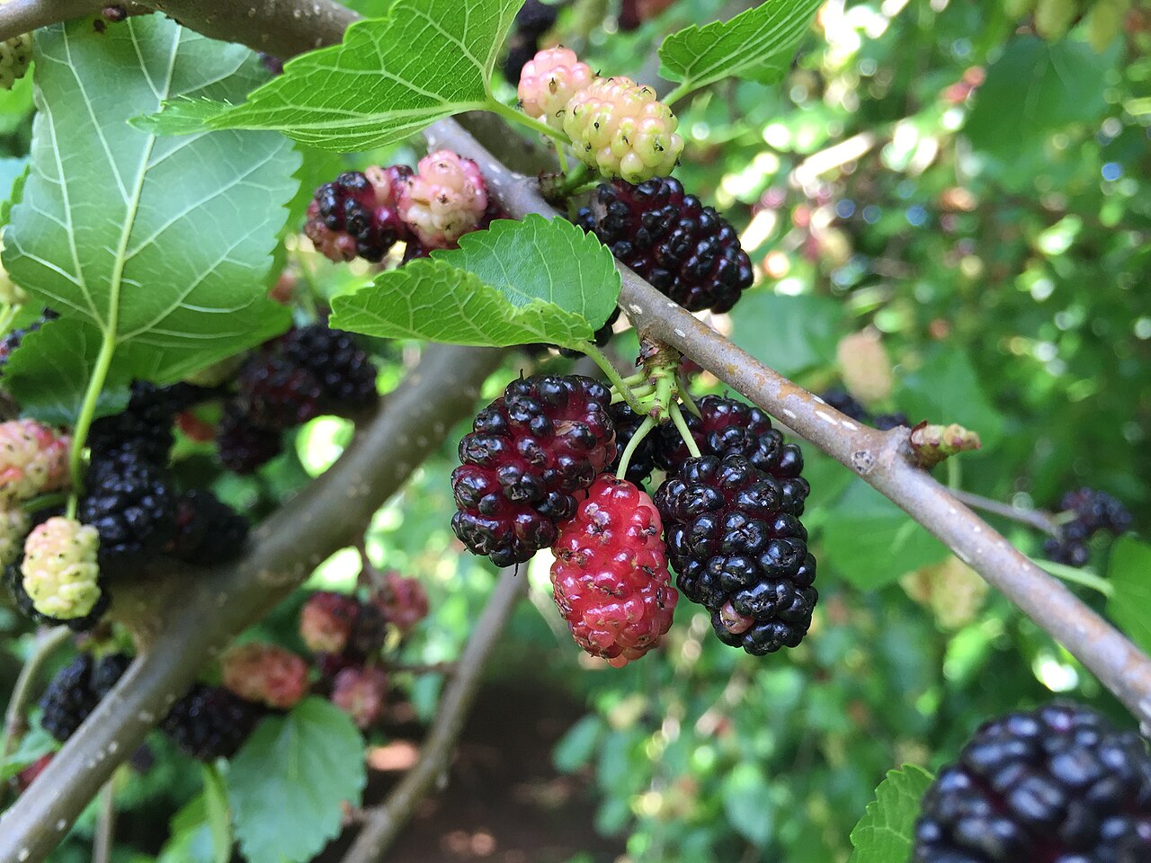 Mulberry 'Illinois Everbearing'