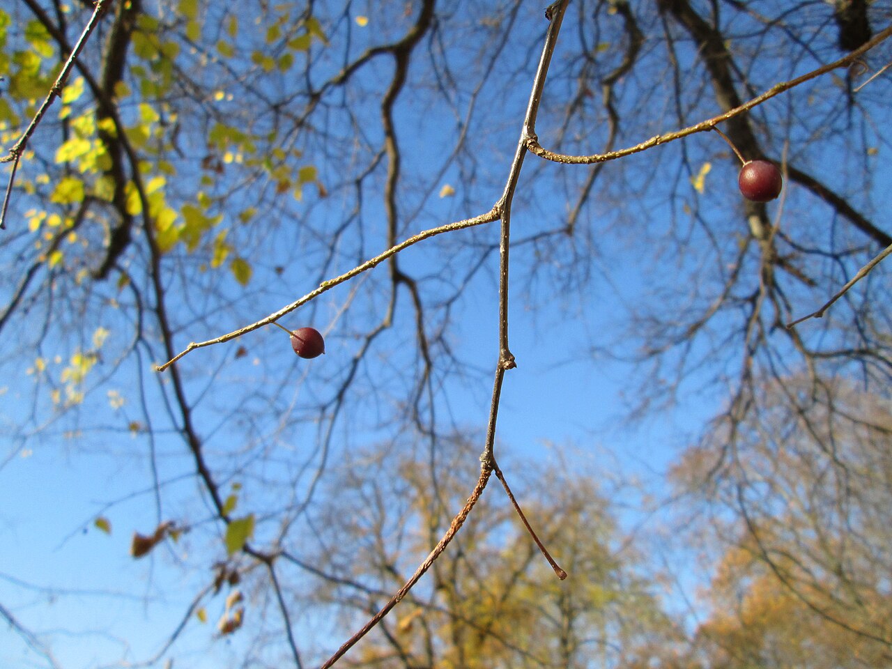 Hackberry