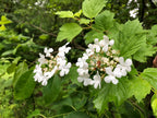 Highbush Cranberry 'Phillips'