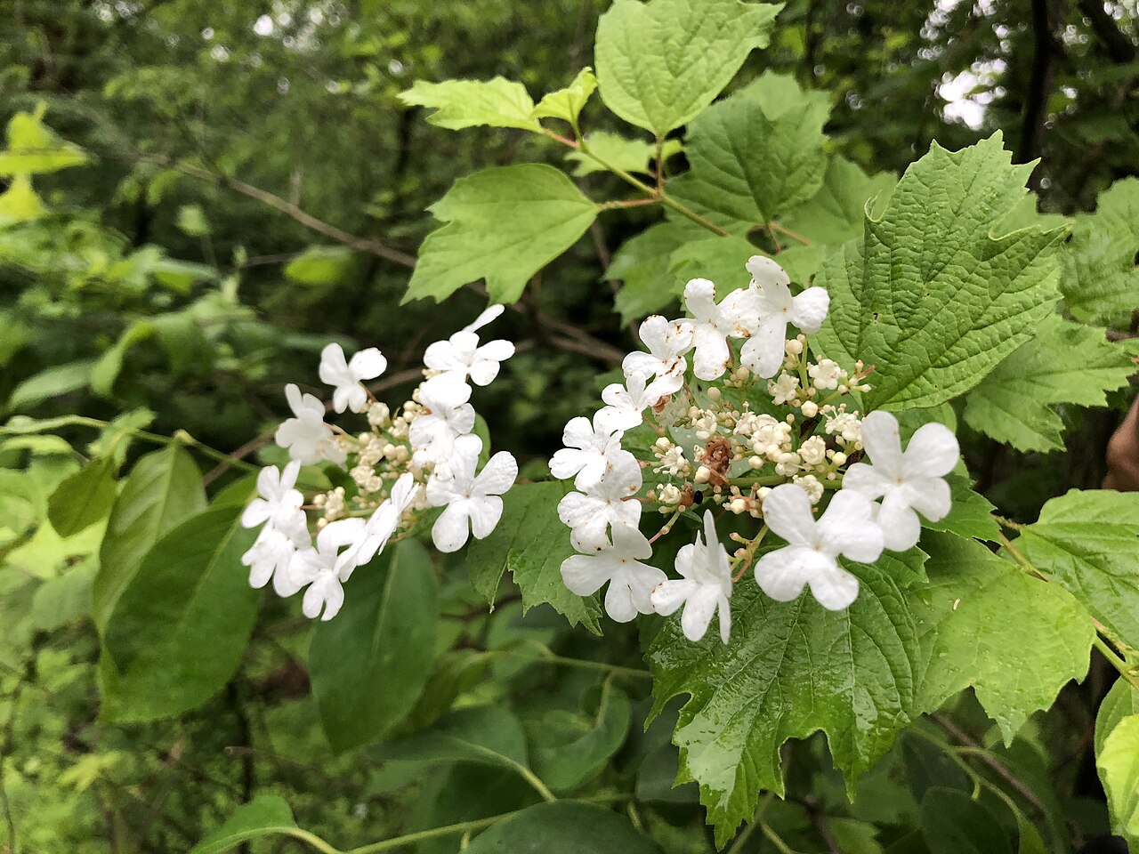 Highbush Cranberry 'Phillips'