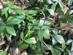 White Lesser Periwinkle