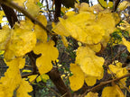 Mulberry 'Kokuso'