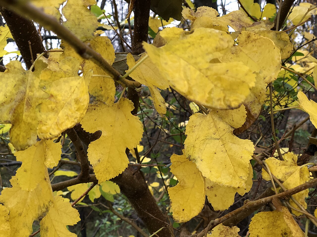 Mulberry 'Kokuso'