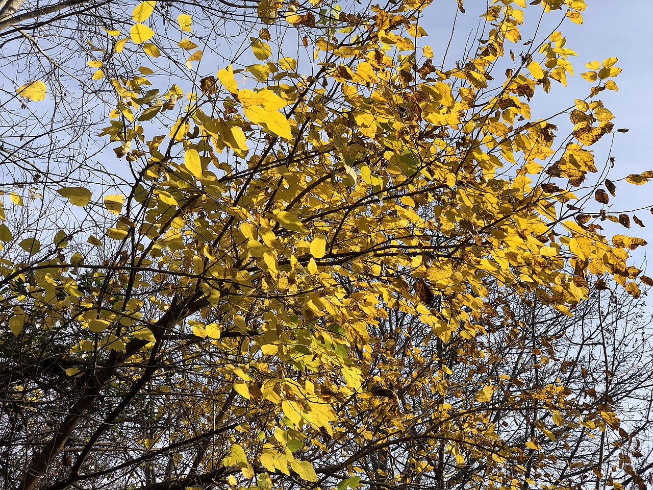 Mulberry 'Bistrica'
