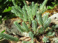 Jenny Stonecrop