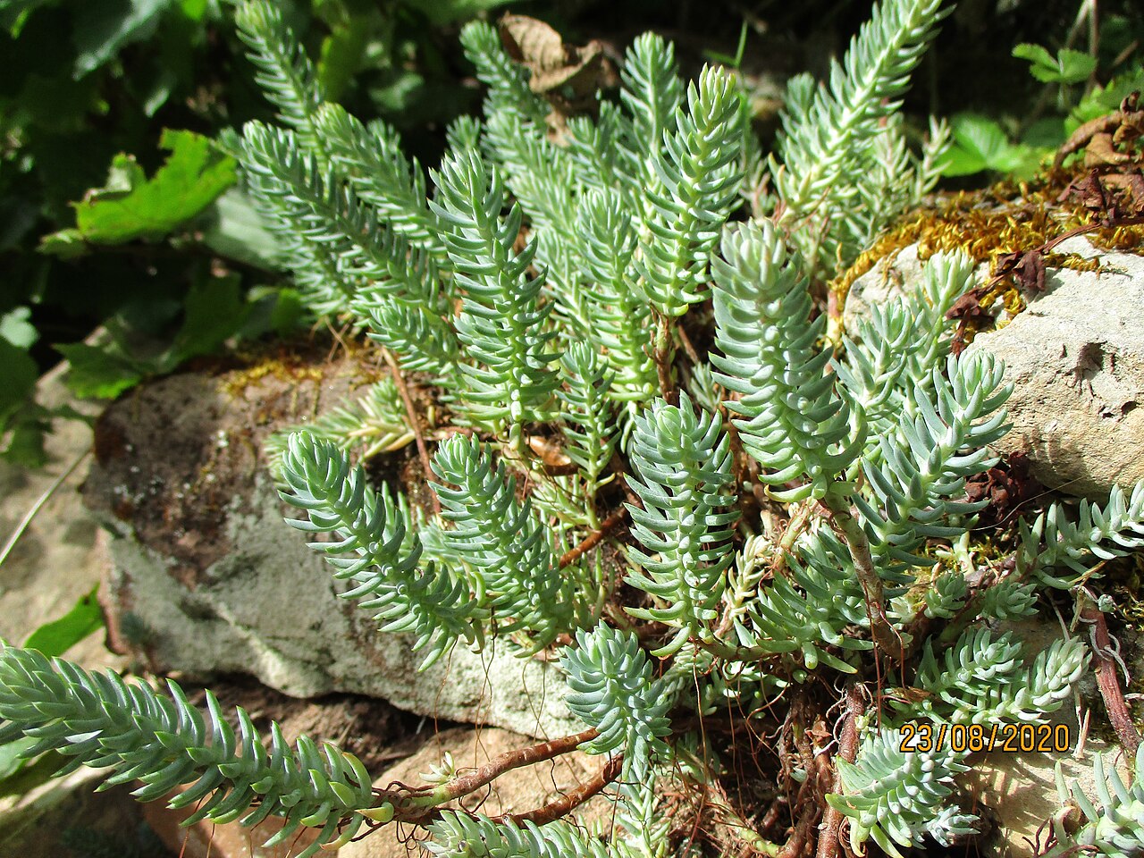 Jenny Stonecrop