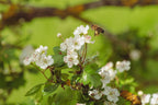 Pojarkove's Hawthorn