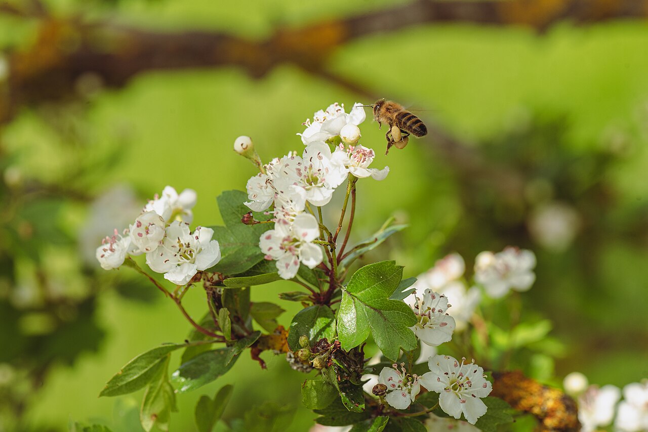Pojarkove's Hawthorn