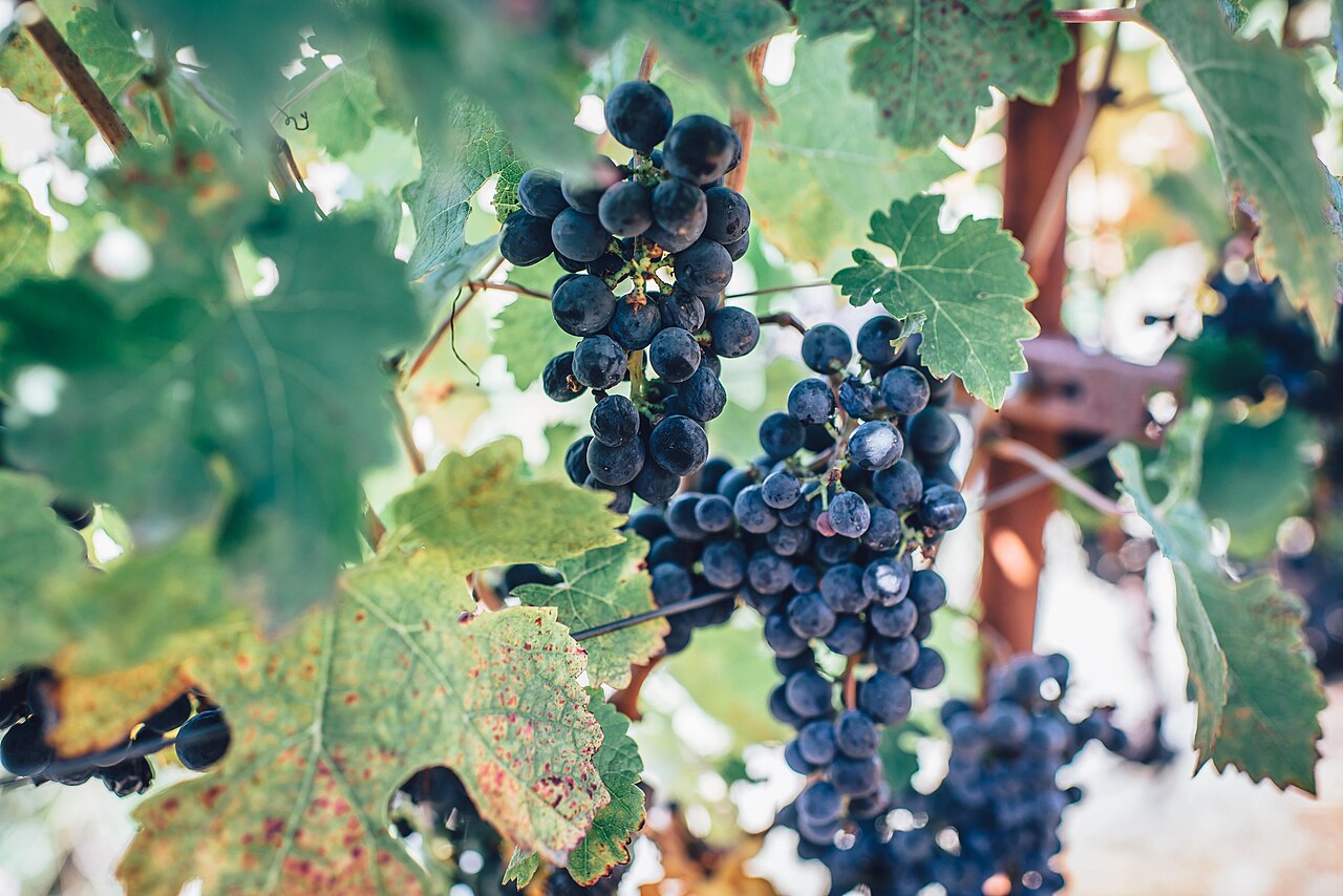 Grape 'Brandt'