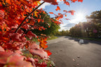 Red Maple