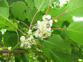 Kiwi Berry 'Weiki'