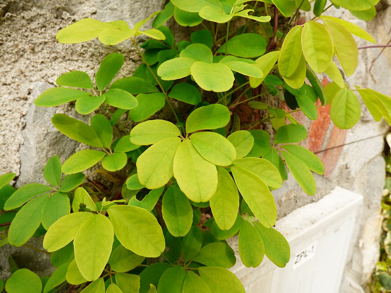 Chocolate Vine 'Alba'
