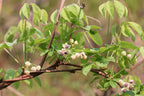 Chocolate Vine 'Alba'