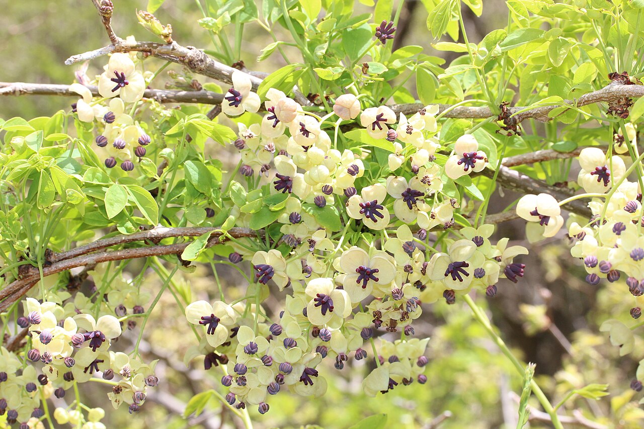 Chocolate Vine 'Alba'