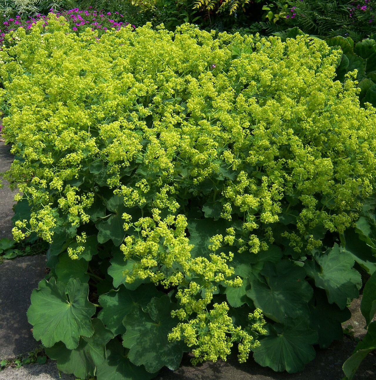 Lady's Mantle