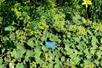 Lady's Mantle