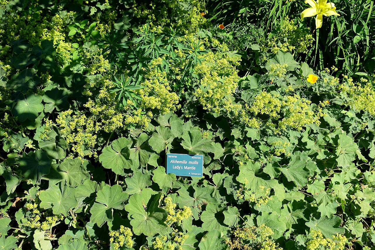 Lady's Mantle