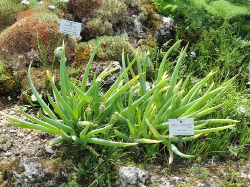 Altai Onion