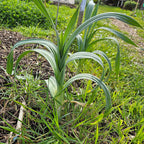 Poireau Perpetuel Leek