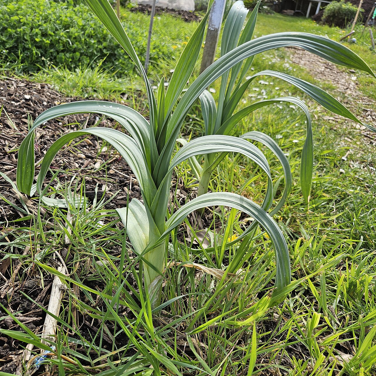 Poireau Perpetuel Leek