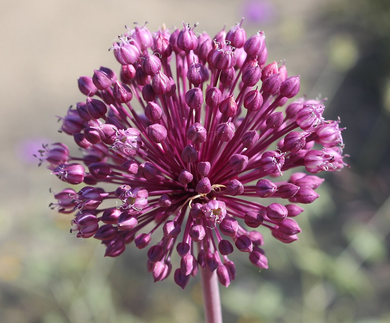 Poireau Perpetuel Leek