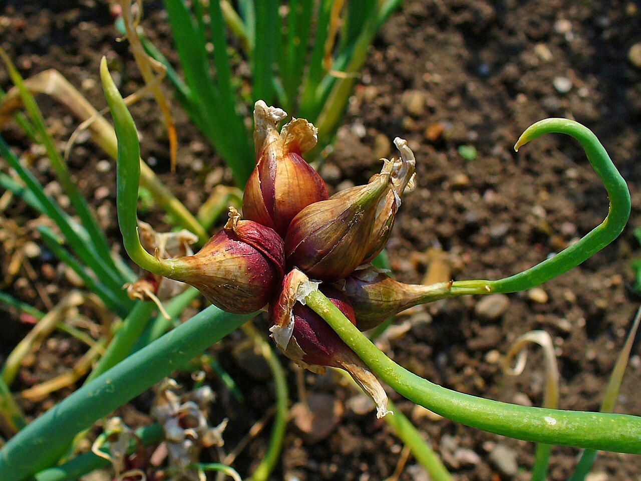 Egyptian Onion