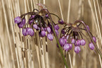 Nodding Onion