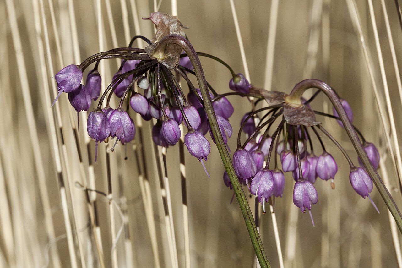 Nodding Onion