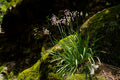 Nodding Onion