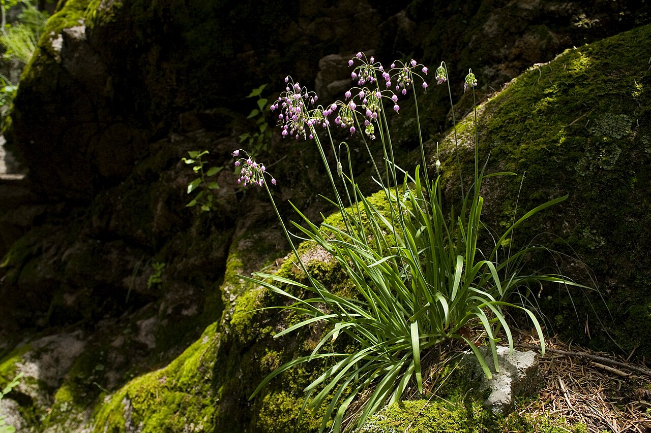 Nodding Onion