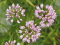 Portugese Garlic